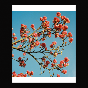 ФОРМАТ 9Х11 BORDER